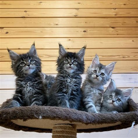 Cats do the real work of the (re)production and the beauty of nature is realized. . Maine coon kittens for sale in california